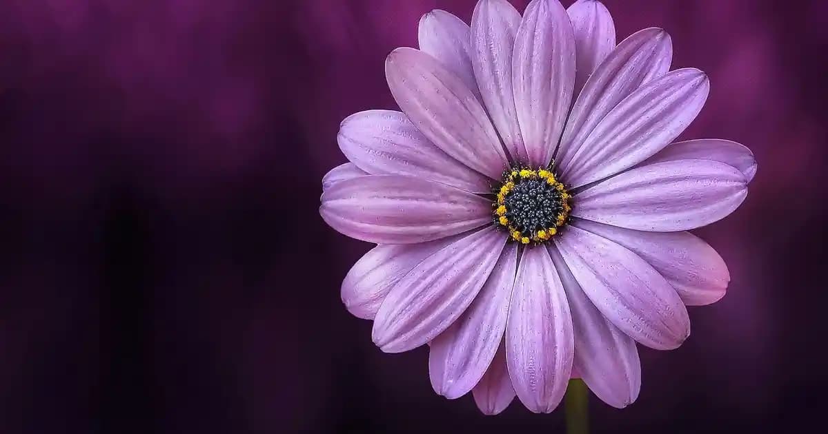 Adidas Runfalcon 2.0 W: Koşuda Stabilite ve Destek Sağlayan Ayakkabı Modeli