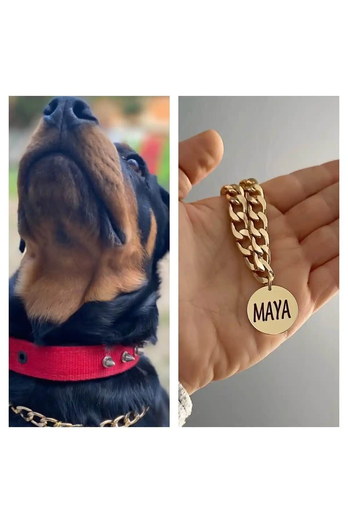 İsimli Köpek Tasması Seçerken Dikkat Edilmesi Gerekenler ve En Popüler Modeller