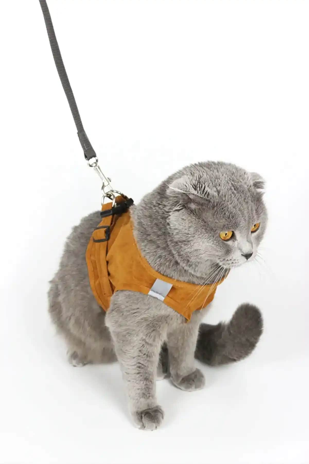 Kedi Gezdirme Tasması Seçerken Dikkat Edilmesi Gerekenler ve En İyi Modeller