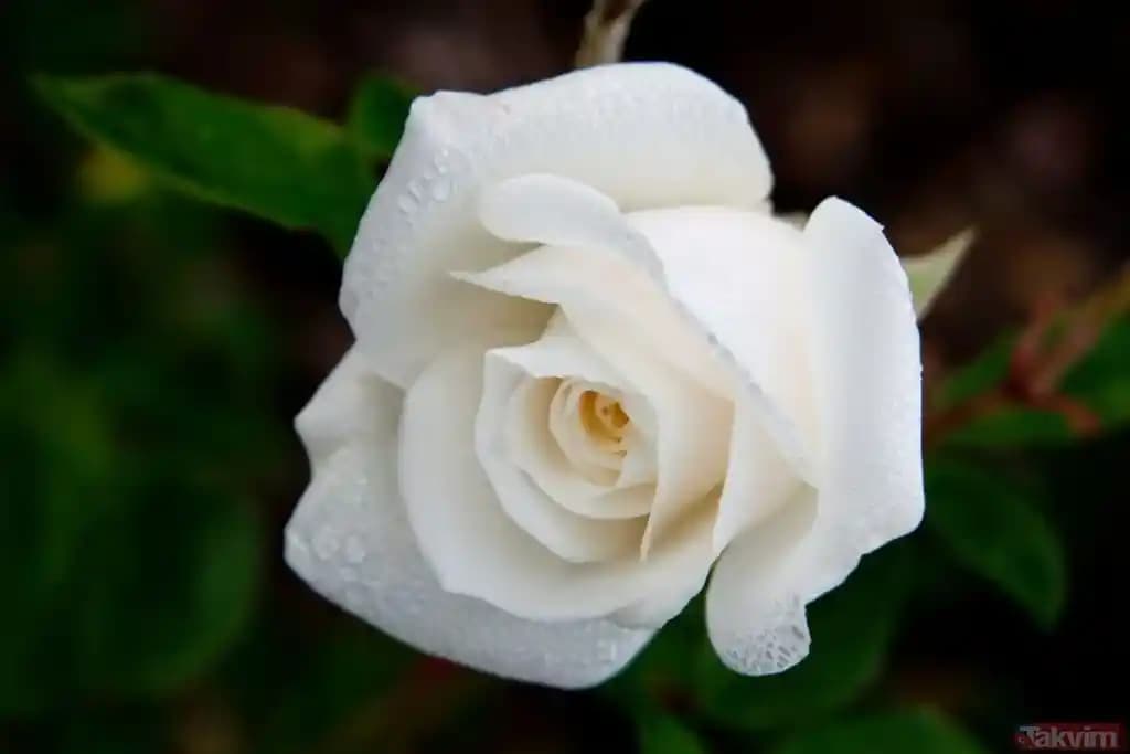 Rüyada Beyaz Gül Görmenin Anlamları ve Dini Yorumlar