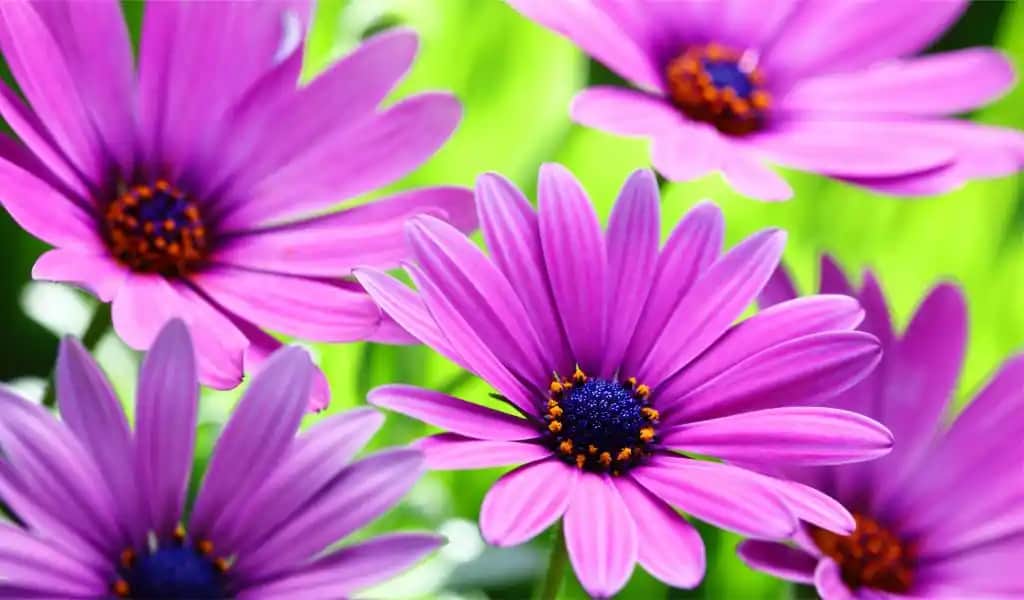 Yaz Aylarında Renkli ve Dayanıklı Çiçeklerle Mekânlarınızı Canlandırın