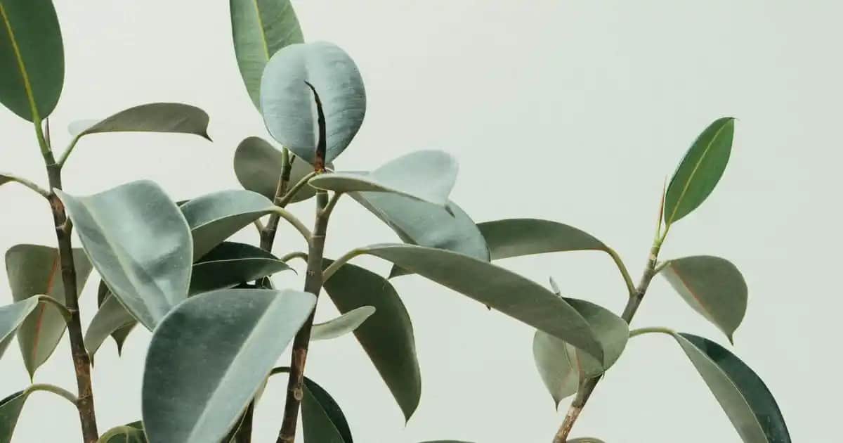 Adidas Basketbol Ayakkabıları: Performans ve Tasarımın Buluştuğu Nokta