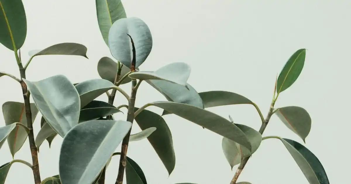 Adidas Basketbol Ayakkabıları: Performans ve Tasarımın Buluştuğu Nokta