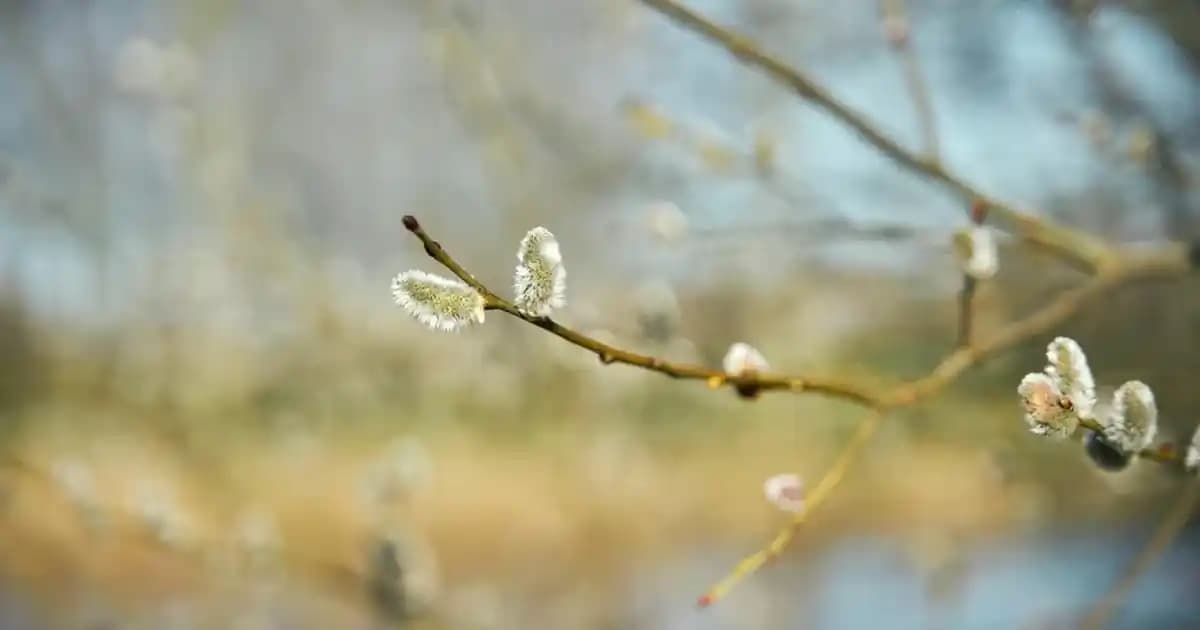 Adidas Erkek Sneaker Modelleri ve Seçim İpuçları: Stil ve Performansın Buluşması