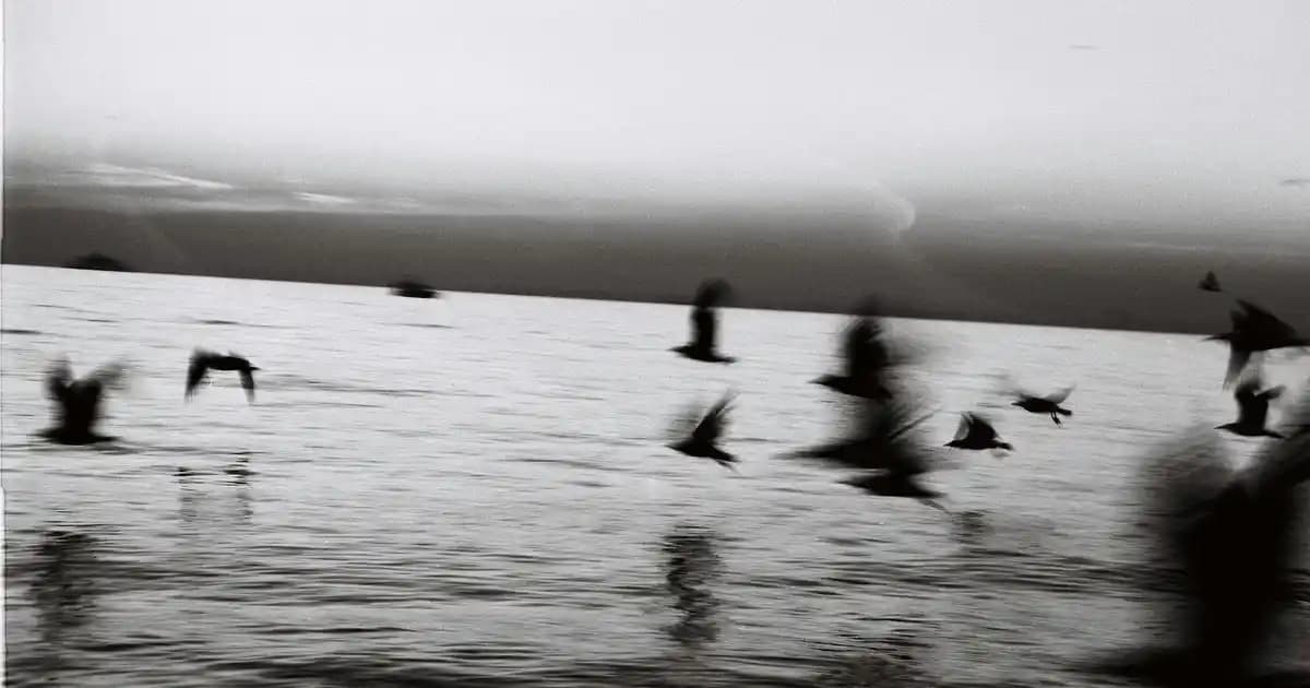 Adidas Kadın Elbise Koleksiyonu: Spor ve Günlük Şıklığın Modern Buluşması