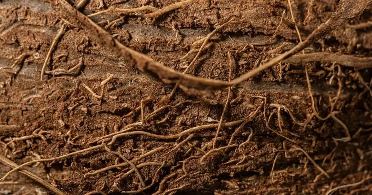 Bebekler İçin Adidas Ayakkabıları: Konfor ve Şıklığın Bir Arada Sunulduğu Seçenekler