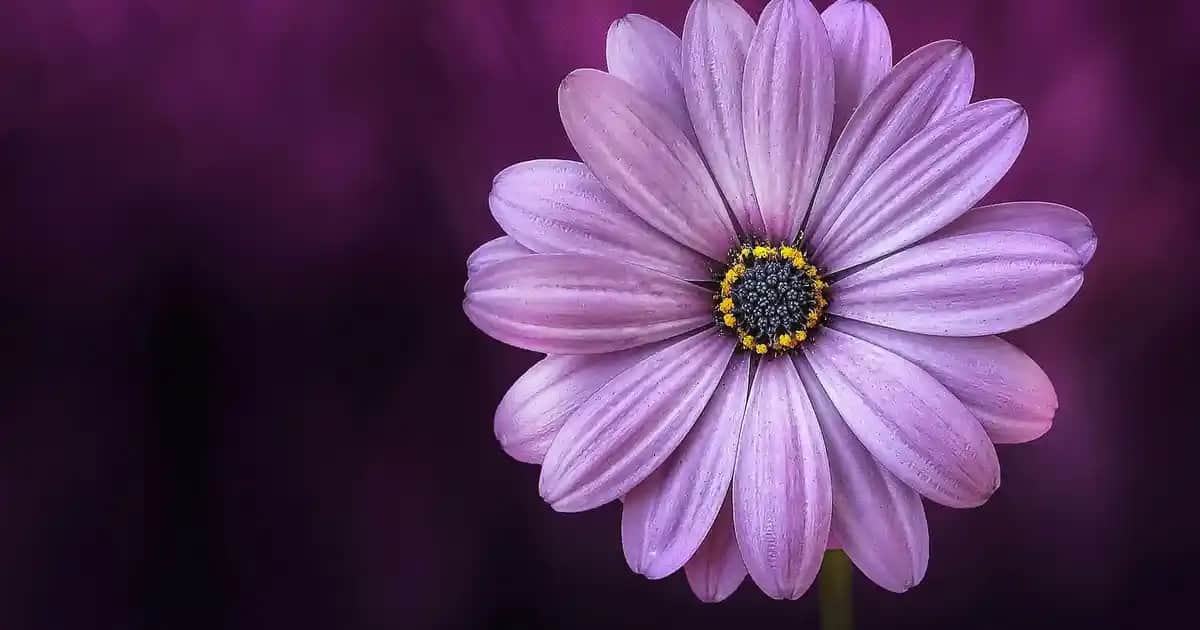 Bebekler İçin Güvenli ve Konforlu Uyku Sağlayan Kulak Tıkacı Seçenekleri
