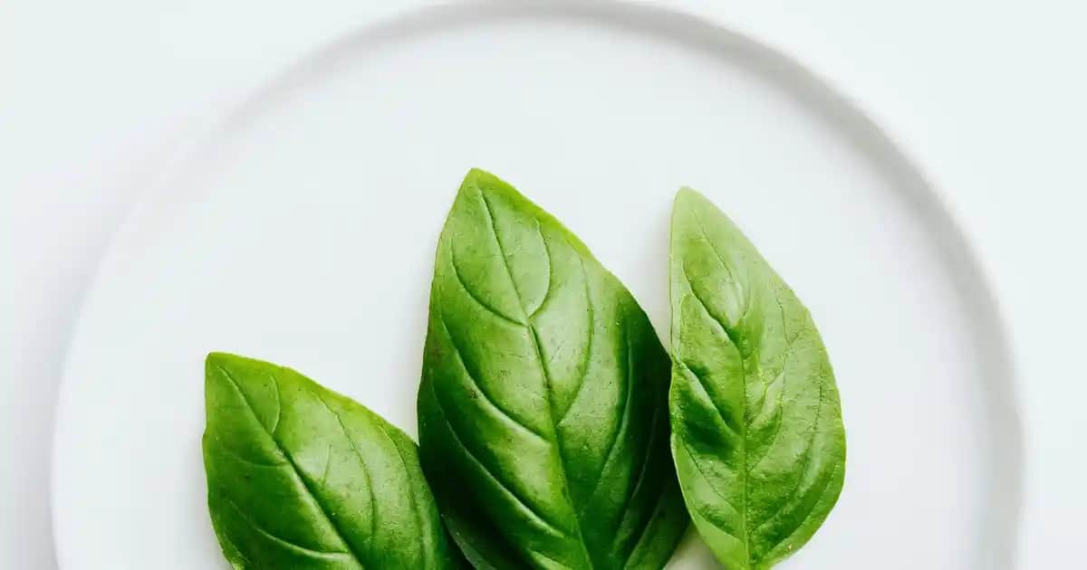 Beyaz Deri Ayakkabı Boyası ile Ayakkabılarınızı Yenileyin ve Şıklığınızı Koruyun