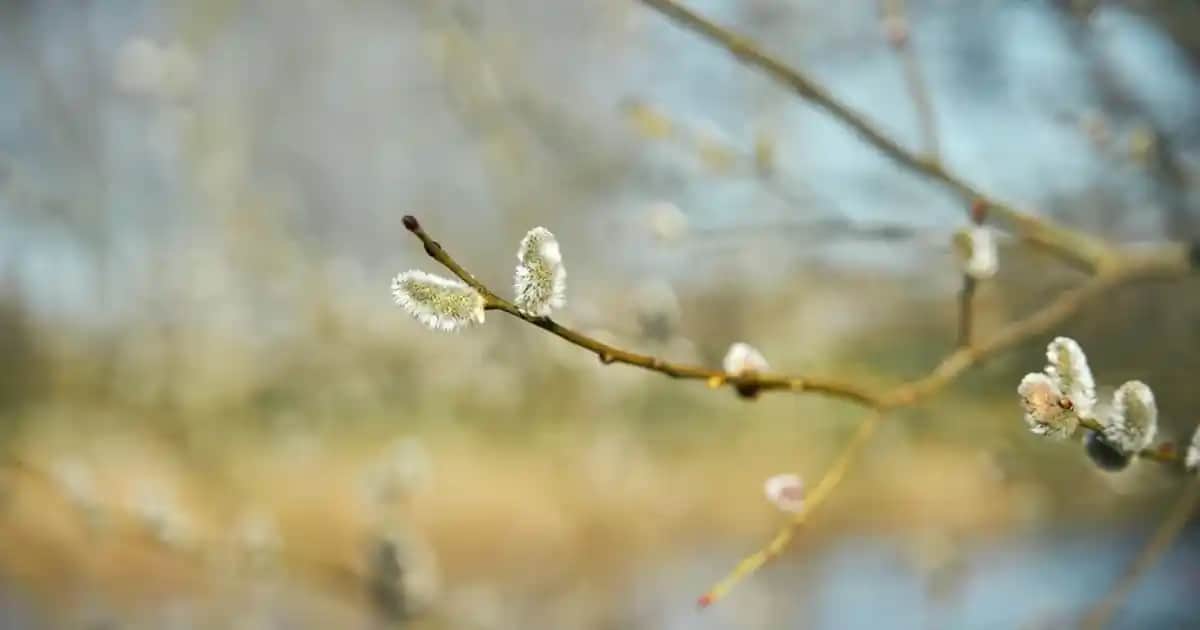 Beyaz Erkek Keten Pantolon ve Uygun Çanta Ayakkabı Kombinasyonları