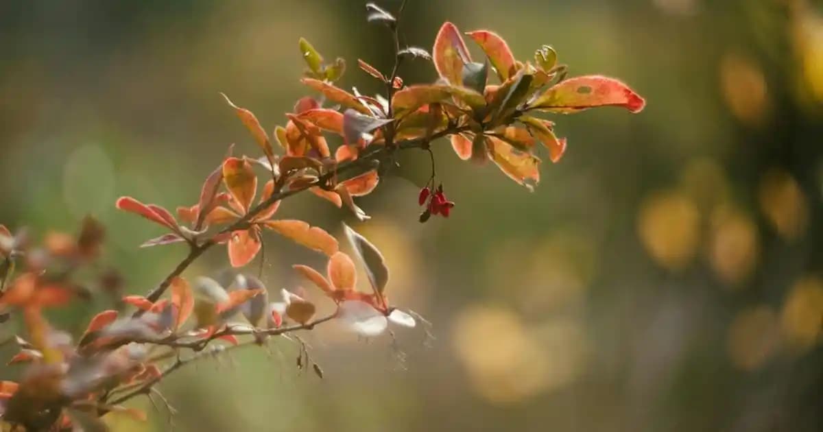 Beyaz Erkek Yelek ve Aksesuarlarla Uyumlu Kombinasyonlar Rehberi