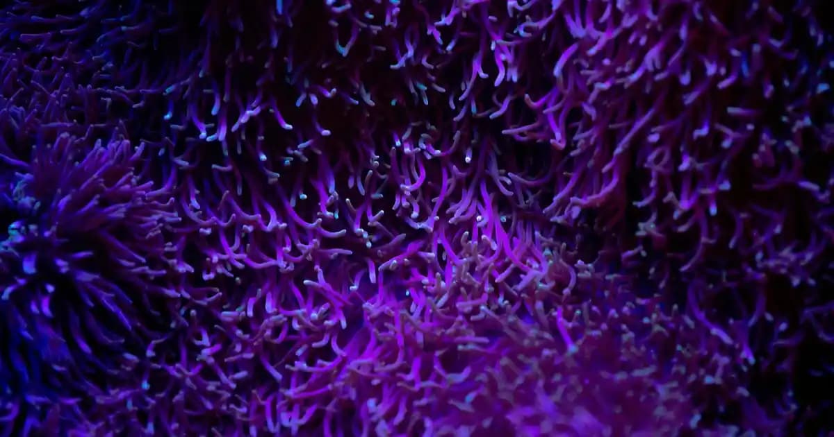 Beyaz Hint Kınasıyla Göz Alıcı Tasarımlar ve Modern Uygulama Trendleri