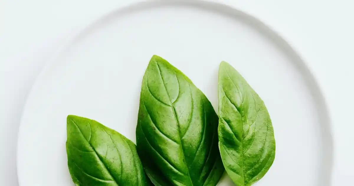 Çiçek İsimleriyle Kadın Modasında Doğal Güzellik ve Şıklık Trendleri