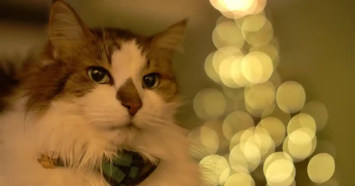 Erkek Chino Pantolonlar: Konfor ve Şıklığın Modern Buluşması