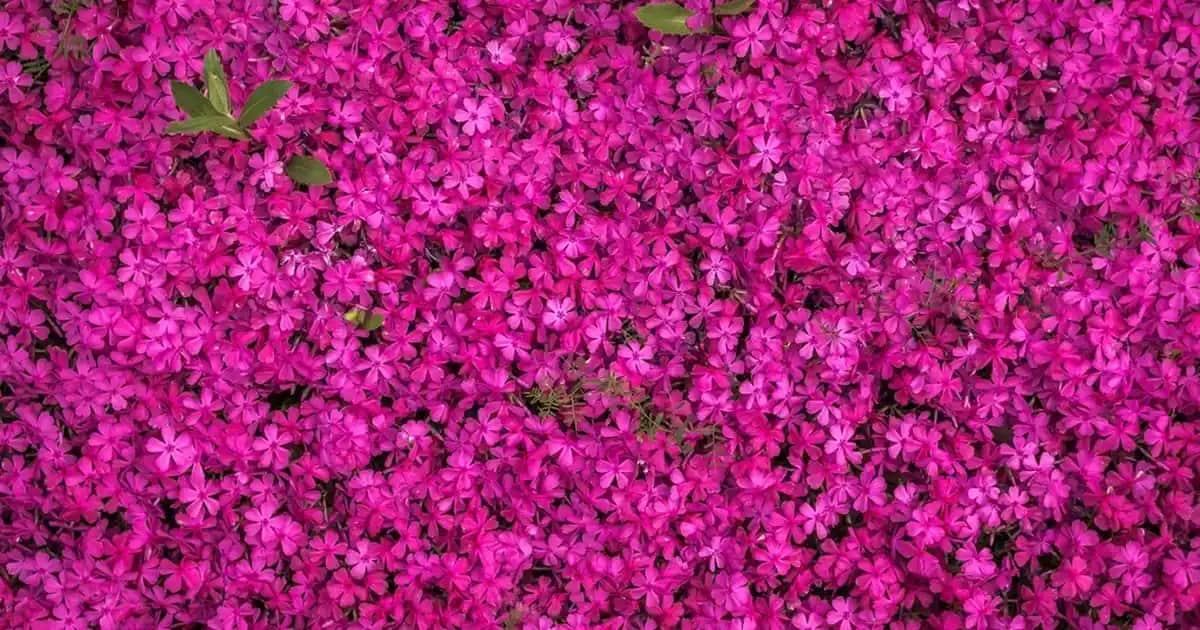 Erkek Giyiminde Trençkot ve Kot Kombinasyonları: Stil ve Konforun Mükemmel Uyumları