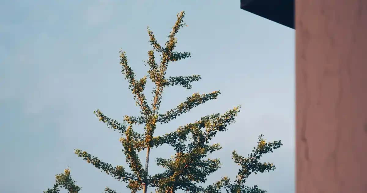 Erkek Polo Yaka Tişörtleri Fiyatları ve Stil İpuçlarıyla Kombinasyon Rehberi