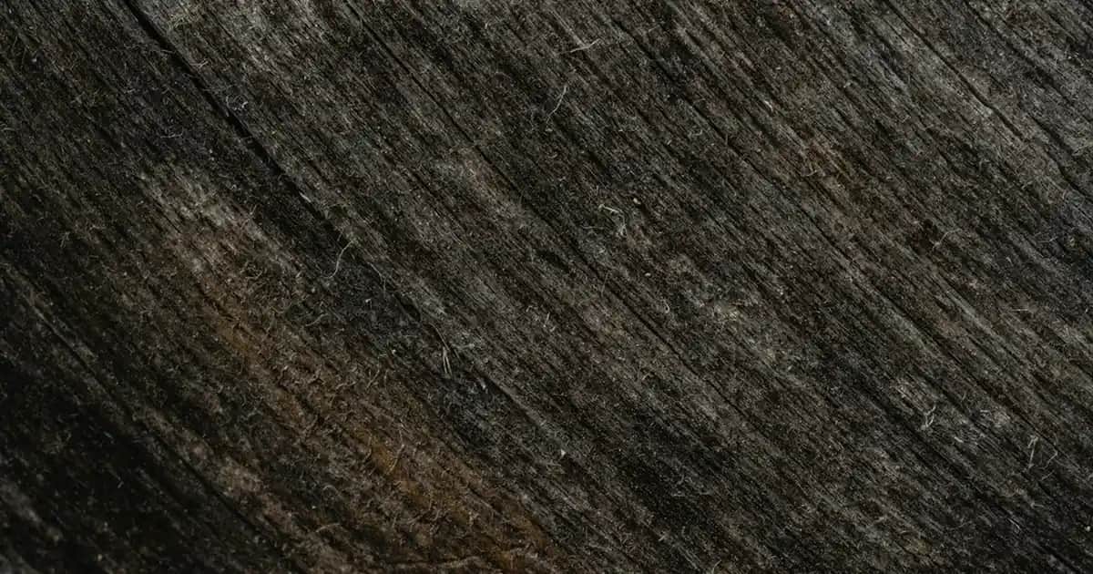 Erkek Şort Modelleri ve Stil İpuçlarıyla Yaz Trendlerini Yakalayın