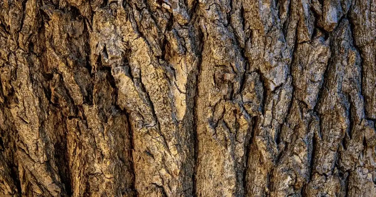 Erkek Yazlık Gömlekler ve Aksesuarlarla Şıklık ve Konfor Yaratma Rehberi