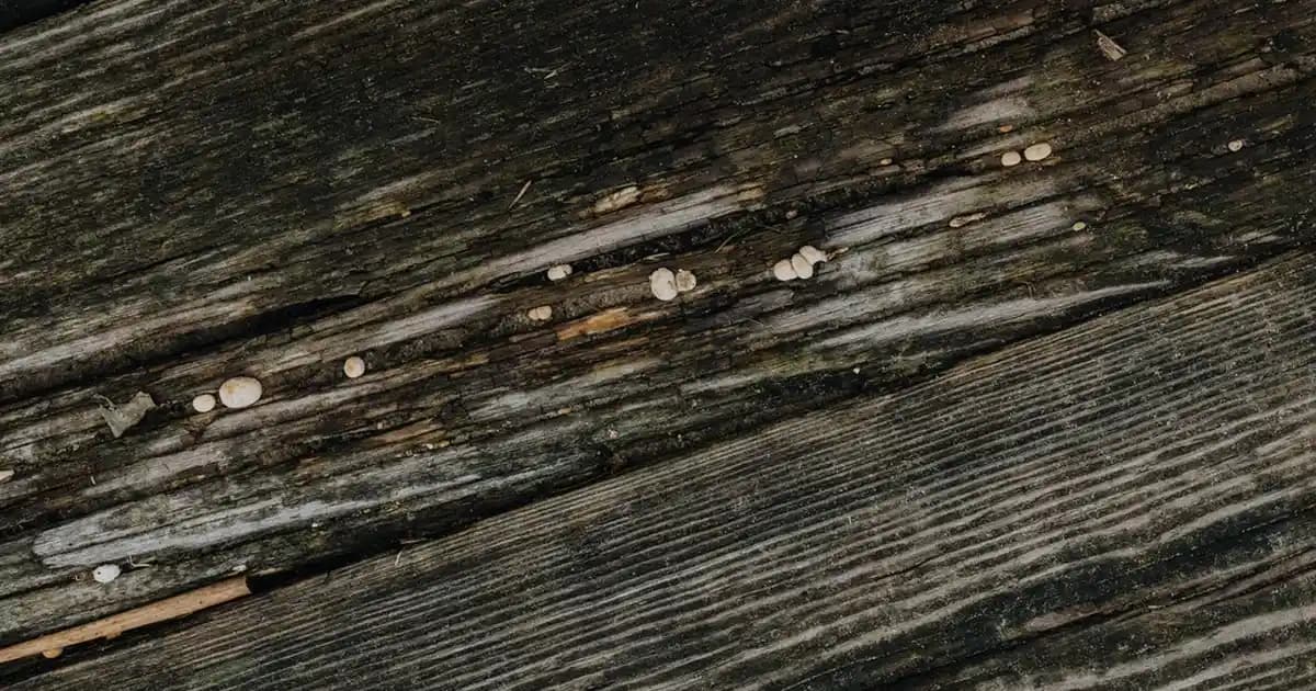 Erkekler İçin Eşofman Üstü Ceket Modelleri ve Güncel Stil Tavsiyeleri