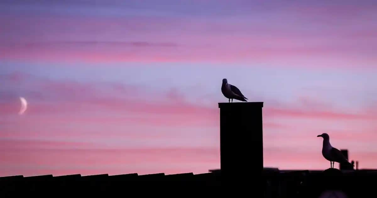 Erkekler İçin Parlak Mont Seçenekleri: Şıklık ve İşlevselliğin Modern Buluşması