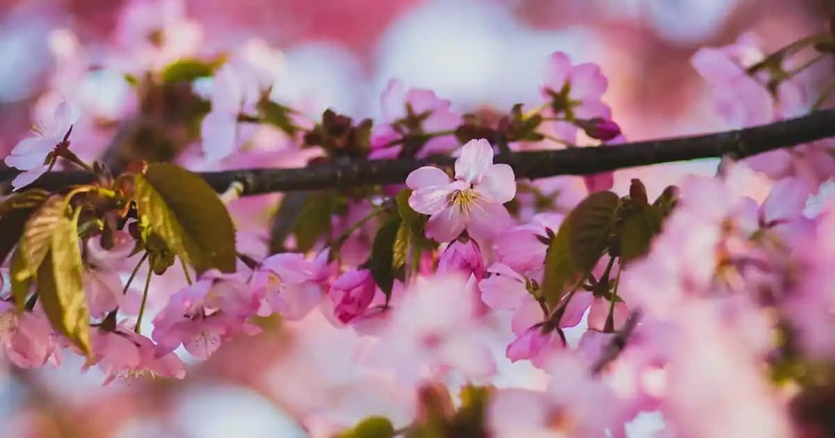 Erkekler İçin Saç Bandanası: Stil ve İşlevselliği Bir Arada Sunan Aksesuarlar