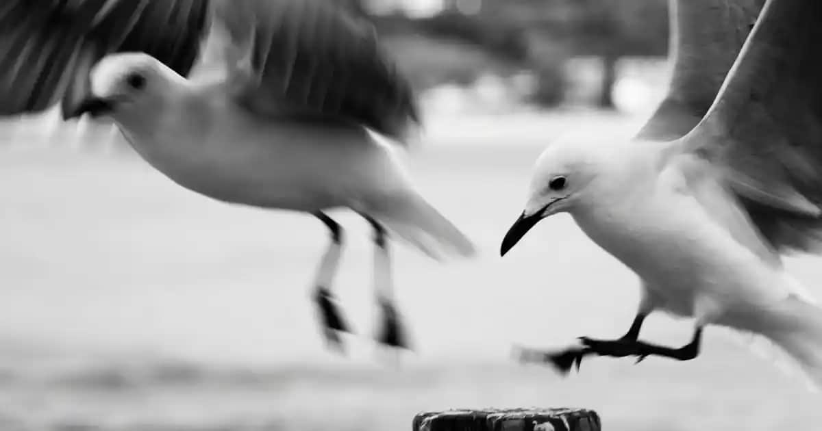 Hoka Koşu Ayakkabıları: Teknoloji ve Konfor Bir Arada Uzun Mesafe Performansı İçin