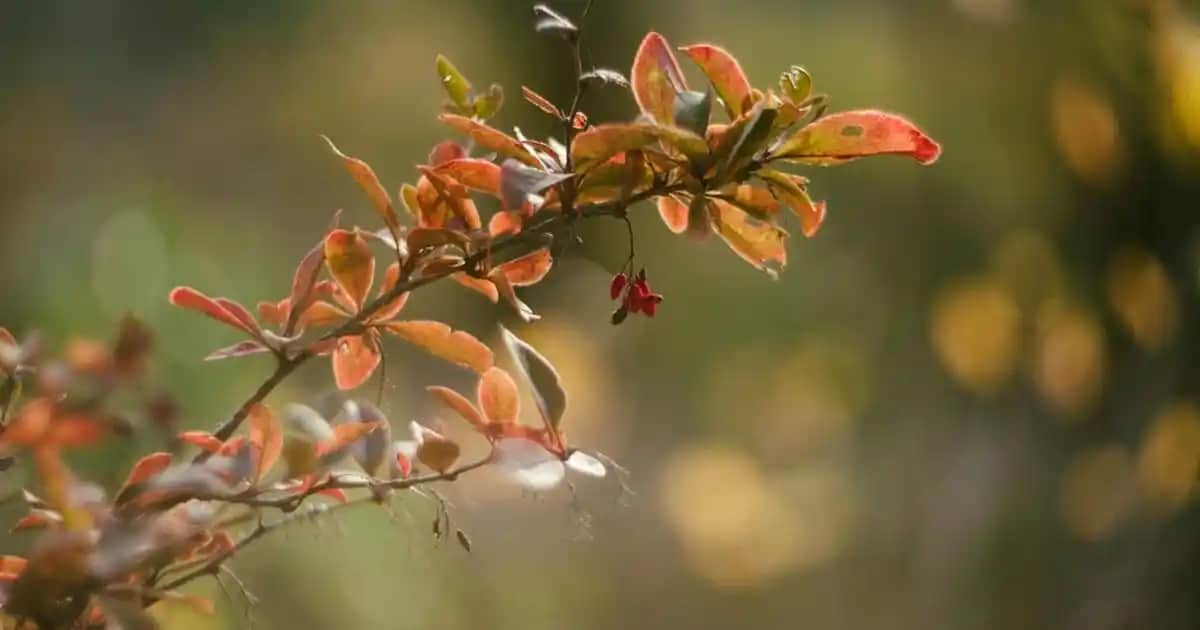İnce Erkek Pantolonları: Şıklık ve Rahatlığın Modern Birleşimi