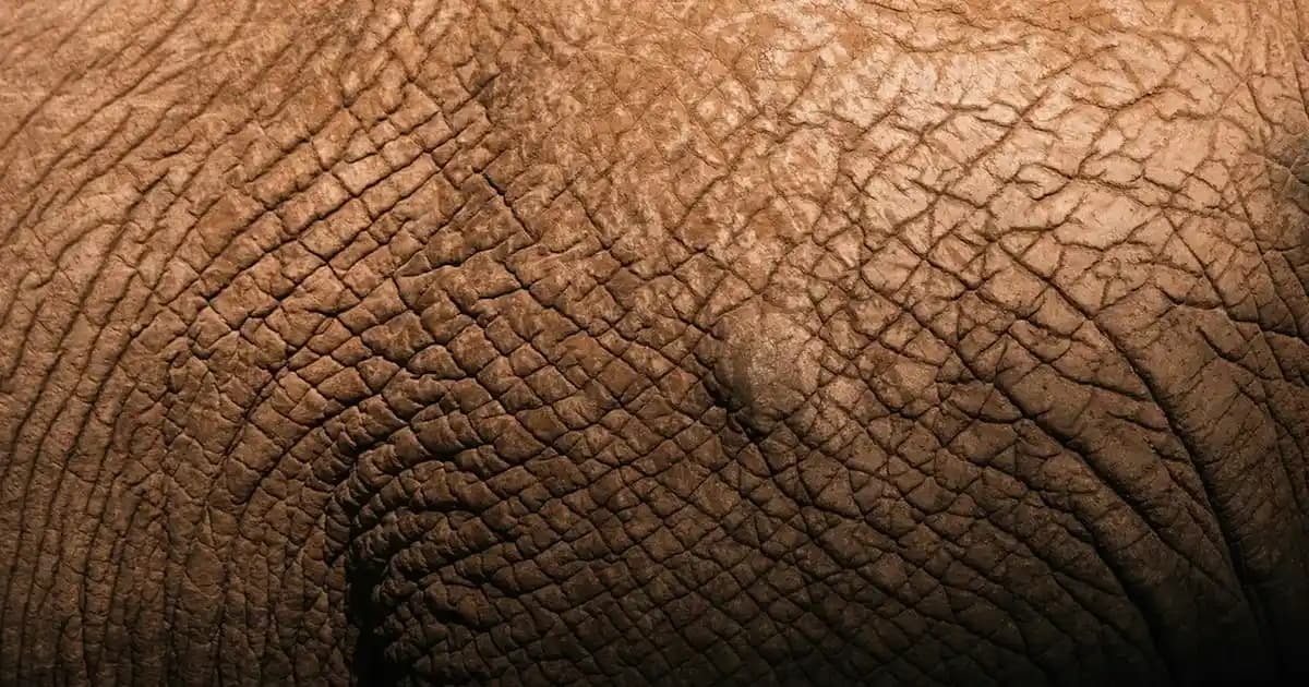 Kadınlar İçin Blazer Ayakkabılar: Şıklık ve Konforu Bir Arada Sunan Modeller