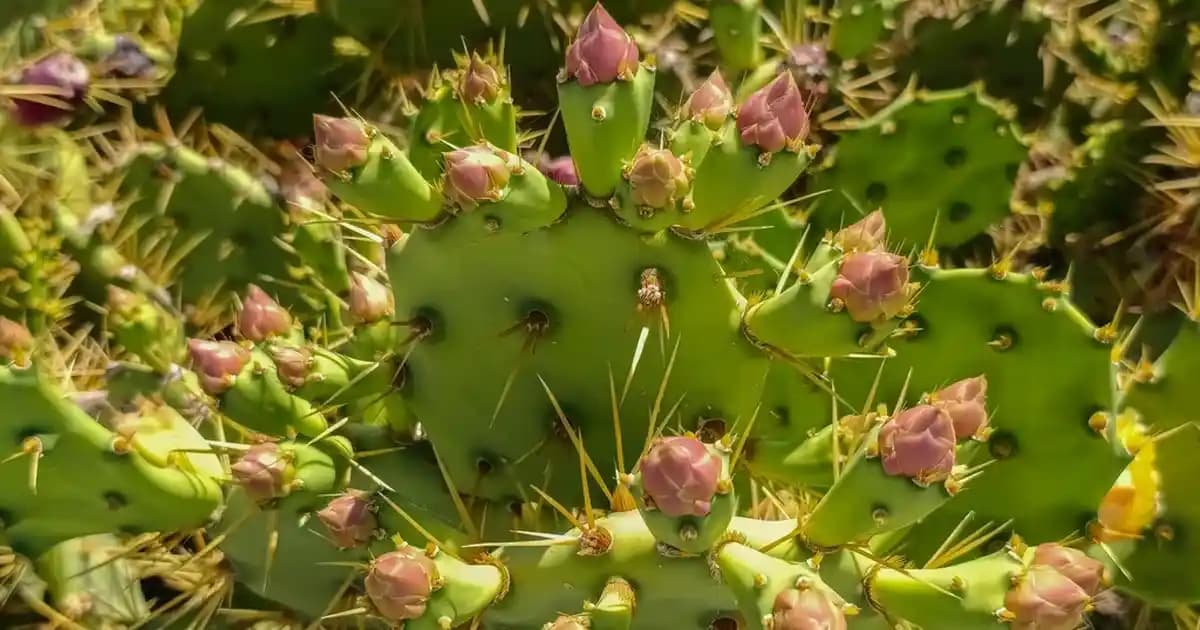 Kahverengi Erkek Sneakerlar ile Şıklık ve Konforu Bir Arada Yakalayın