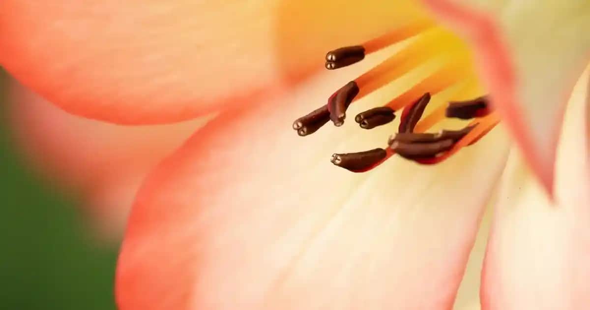 Kırmızı Erkek Boxer Modelleri ve Stil Önerileri: Konfor ve Şıklığın Buluşması