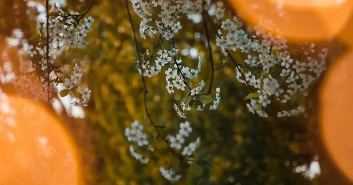 Klasik Beyaz Erkek Gömlekleri: Stil ve Zarafetin Vazgeçilmez Parçası