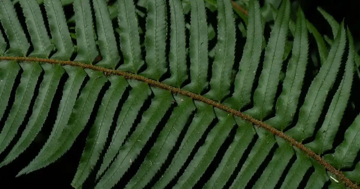 Kobe Bryant Ayakkabıları: Performans ve Stil Mirasını Yansıtan İkonik Tasarımlar