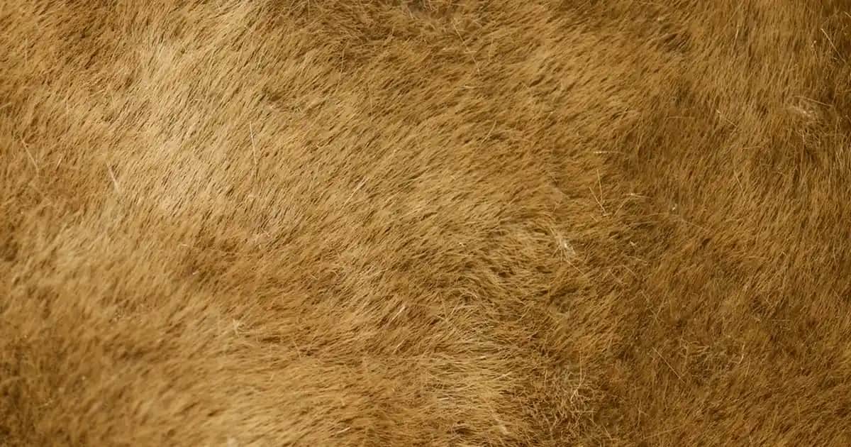 Kuşak Renkleri ve Anlamları: Moda ve Tasarımda Renk Seçiminin Önemi