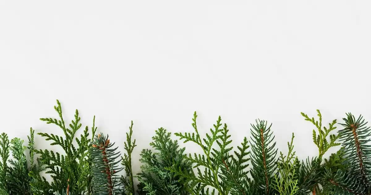 Lacoste Çocuk Tişörtleri: Konfor ve Şıklığın Buluştuğu Kaliteli ve Rahat Modeller