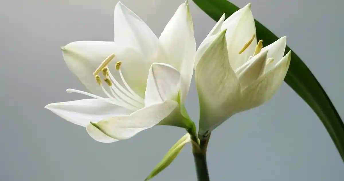 MD Ayakkabı: Şıklık ve Konfor Sunan Modern ve Dayanıklı Ayakkabı Seçenekleri