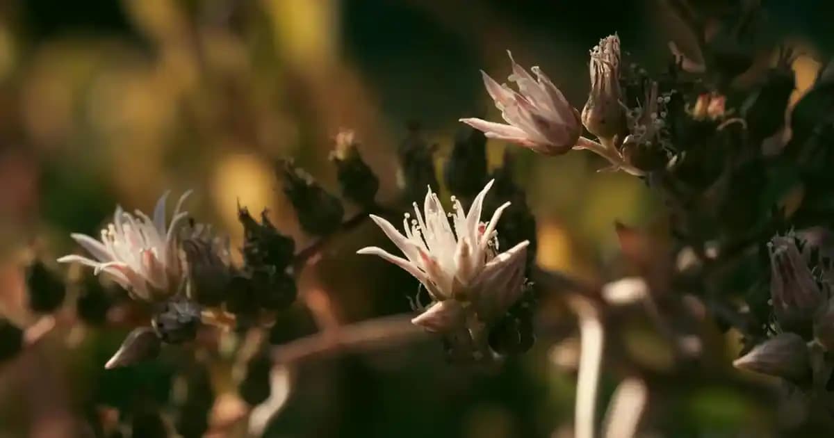 Mini El Çantası Trendleri ve Kombinasyon İpuçlarıyla Tarzınızı Yükseltin
