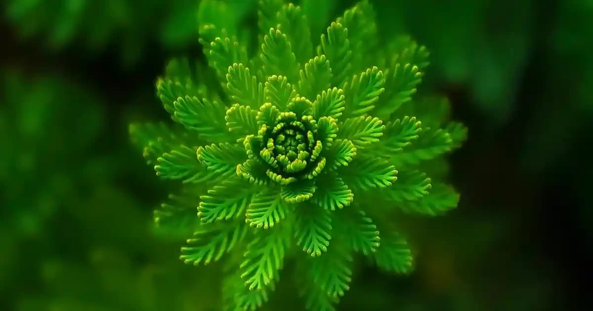 Mor Jordan Ayakkabılarıyla Tarzınızı Yükseltin Şıklık ve Performansın Buluştuğu Model Seçenekleri