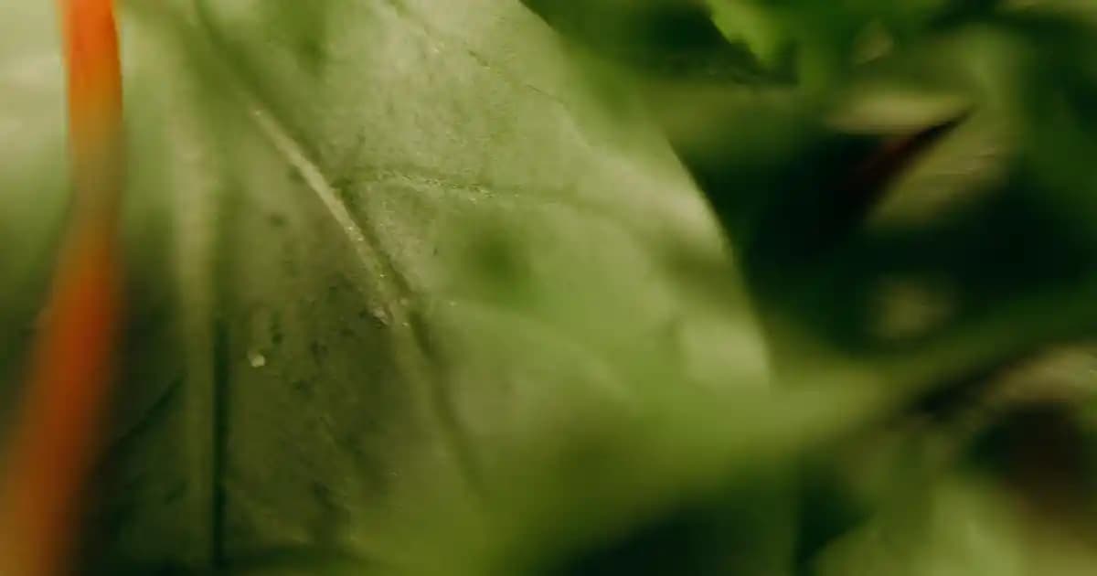 Nike Air Force 1 '07 SE Kadın: Şıklık ve Konfor Sunan Modern Spor Ayakkabılar