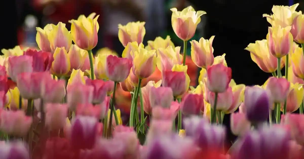 Nike Blazer Erkek Ayakkabıları: Stil ve Konforun Bir Arada Sunulduğu Modern Koleksiyon