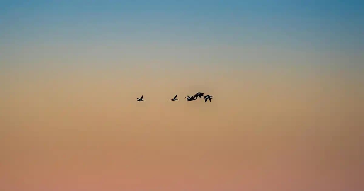 Nike Dunk Mavi Beyaz: Modern Tasarım ve Günlük Rahatlık Sunan Spor Ayakkabı