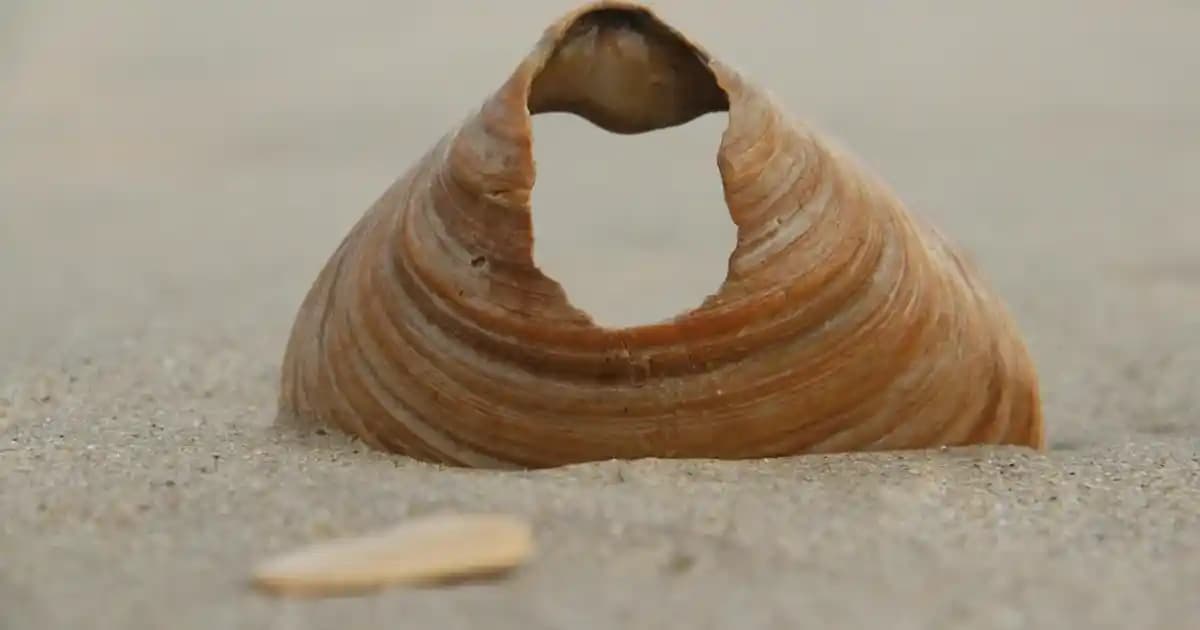 Nike Erkek Günlük Ayakkabıları: Konfor ve Şıklığı Bir Arada Sunan Modeller