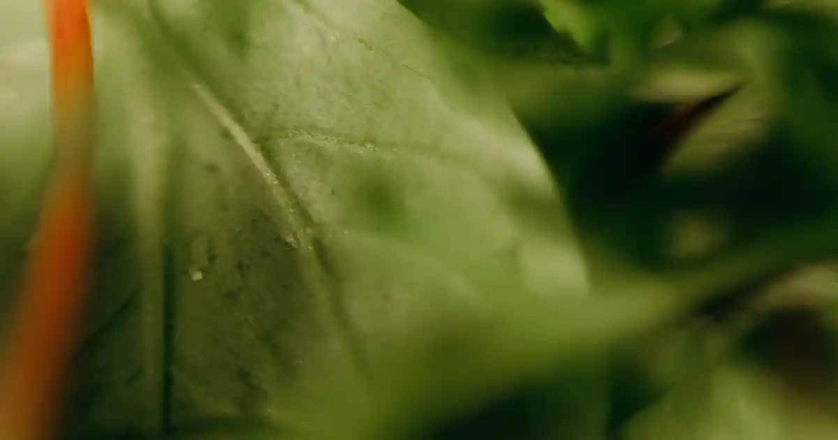 Nike Erkek Spor Ayakkabı Air Max: Konfor ve Şıklığın Buluştuğu Modern Tasarımlar