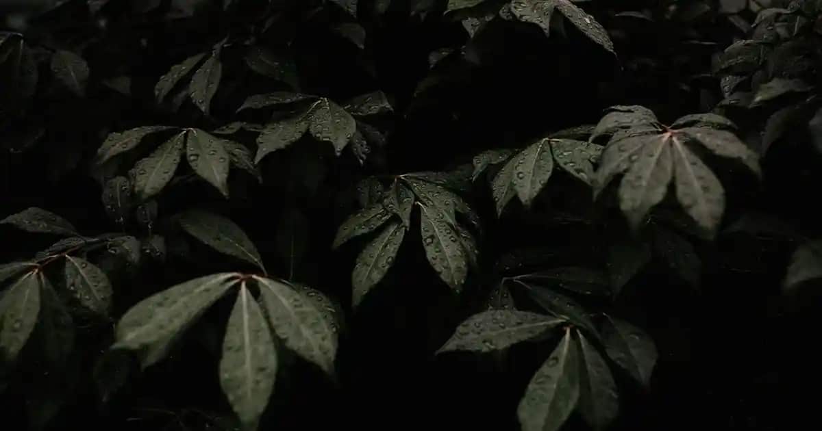 Nike Invigor Erkek Spor ve Günlük Ayakkabısı Konfor ve Stil Bir Arada