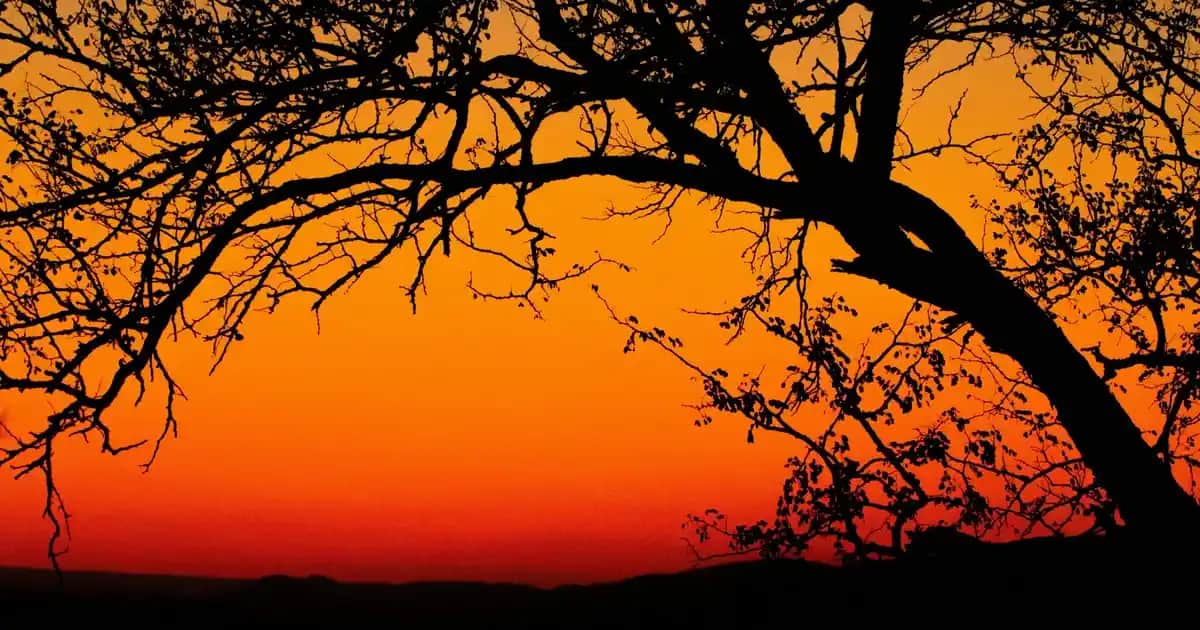 Nike Kadın Pantolonları: Şıklık ve Konforu Bir Arada Sunan Modern Modeller