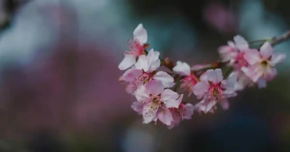 Nike Kız Bebek Ayakkabıları: Konfor ve Şıklığı Bir Arada Sunan Modeller