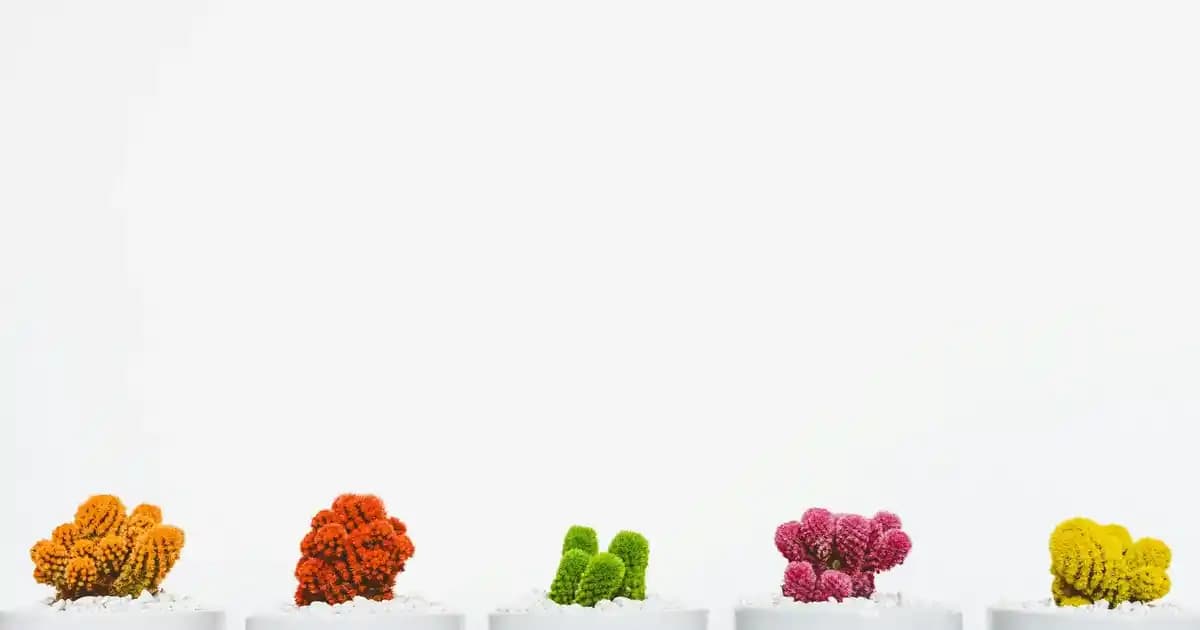 Orijinal Dexter Ayakkabılar: Kalite ve Şıklığın Buluştuğu Güvenilir Seçenekler