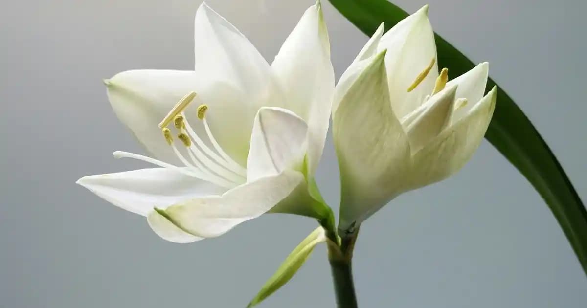 PUMA Roma Erkek Ayakkabıları: Spor ve Günlük Kullanım İçin Modern Tasarımlar