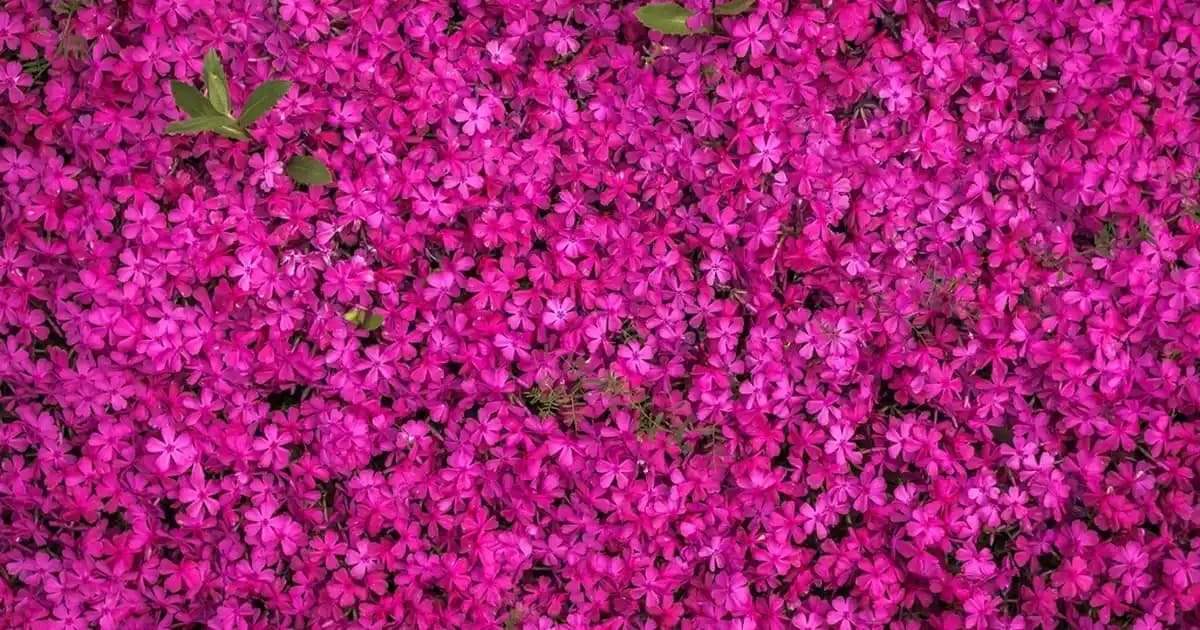 Skechers D'lites Erkek Ayakkabıları: Şıklık ve Konforun Bir Arada Sunulduğu Modeller