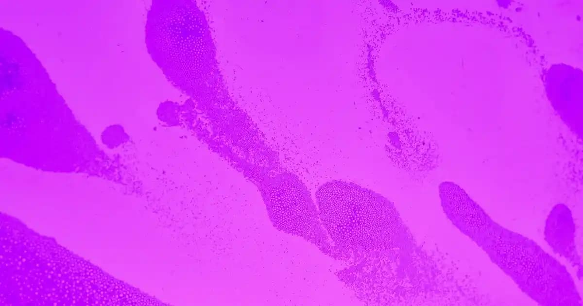 Superstar Beyaz Ayakkabı ve Çanta Koleksiyonu: Zamansız Şıklık ve Moda Trendleri