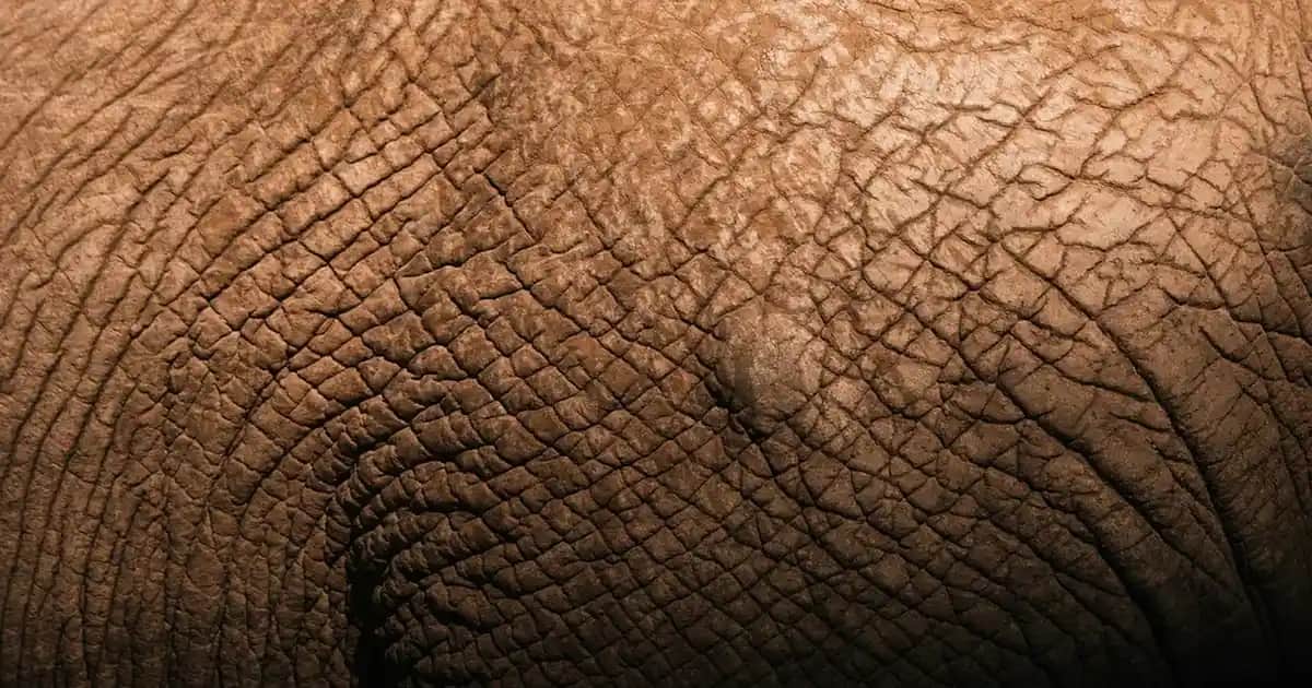 Vans Beyaz Ayakkabılar: Moda ve Konforun Uyum İçinde Birleştiği Seçenekler