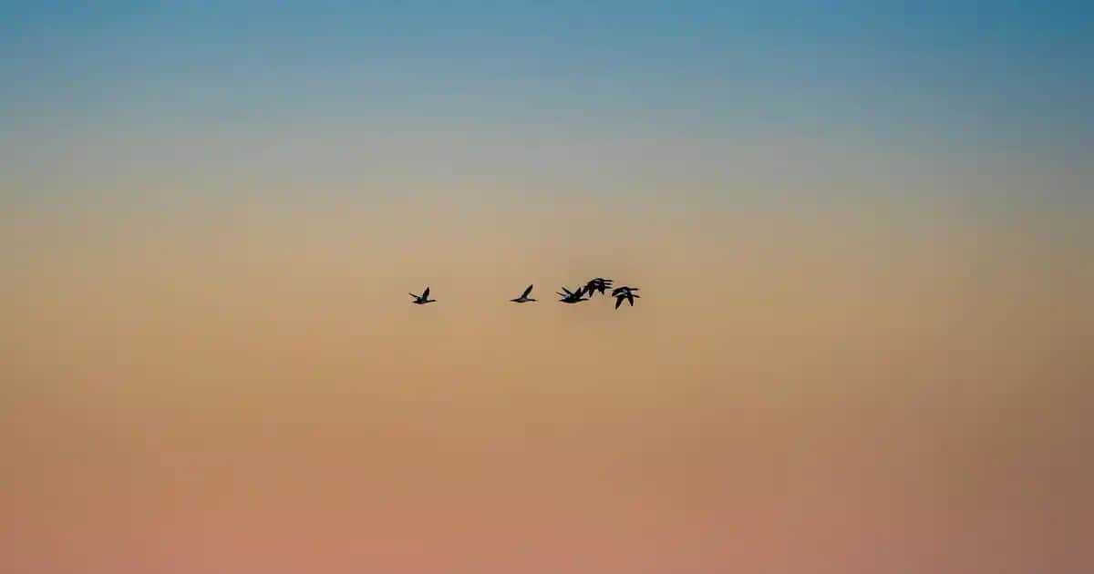 Yeşil blazer ayakkabılar: modern tasarım ve konforu bir araya getiren şık seçenekler